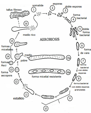 ciclo somatides
