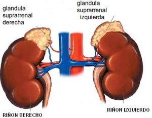 glandulas adrenales