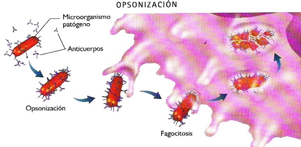 opsonización