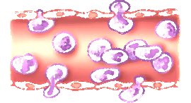 migracion de leucocitos