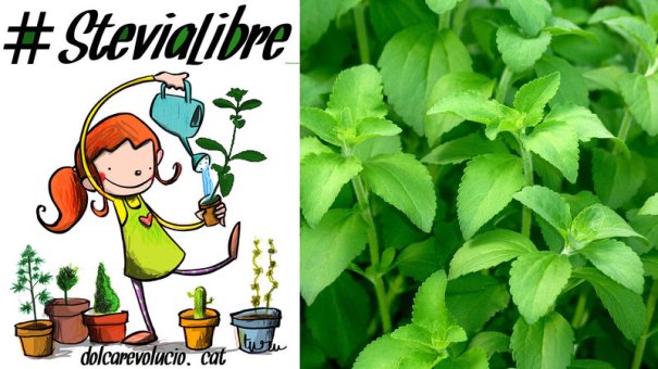stevialibre
